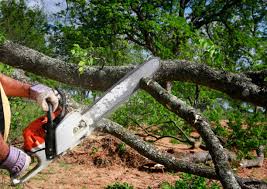 Best Tree Fertilization  in Cochran, GA